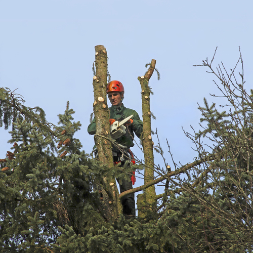 Tree Removal Sussex